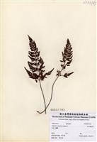 藏品(深山鐵角蕨)的圖片
